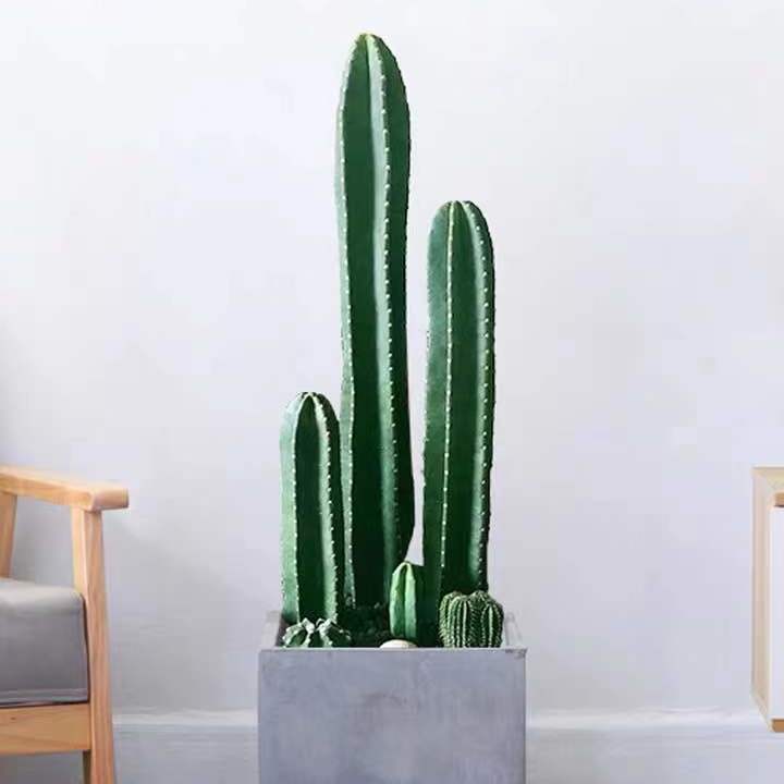 多棵组合无根量天尺盆栽室内客厅好养多肉大型绿植物防辐射仙人掌