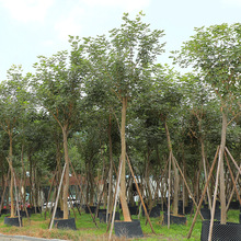 黄花风铃木产地批发 绿植物工程风景树供应 价格实在绿化景观树
