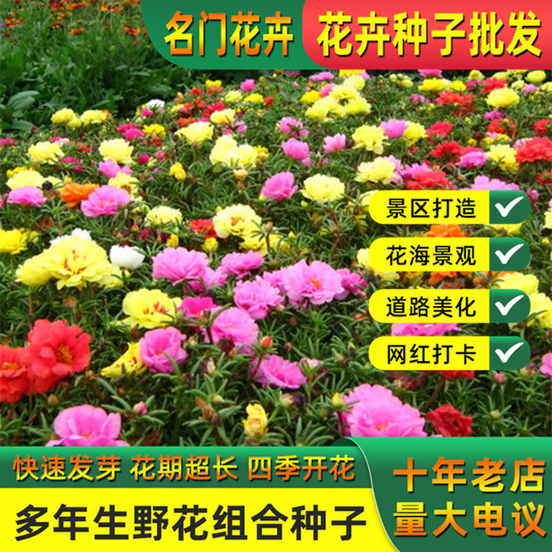 重瓣太阳花花种子花籽四季开花盆栽易活花卉种孑混色太阳花种籽子