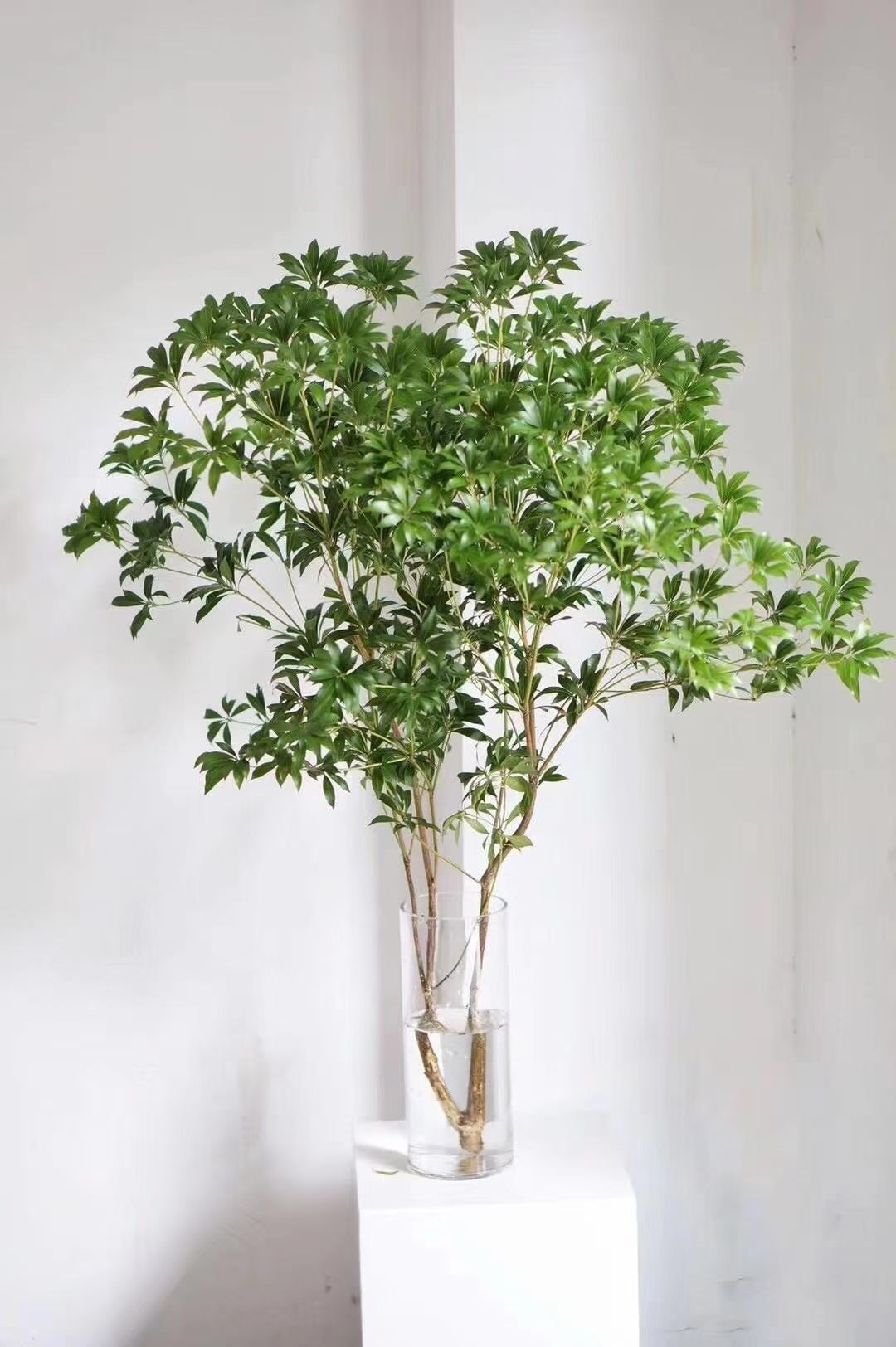 日本马醉木 吊钟鲜切枝 宫灯百合室内桌面插花绿植装饰水培鲜花