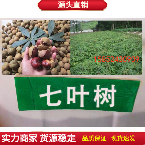 七叶树种子 新采七叶树种子 七叶树种子梭椤树种子园林乔木