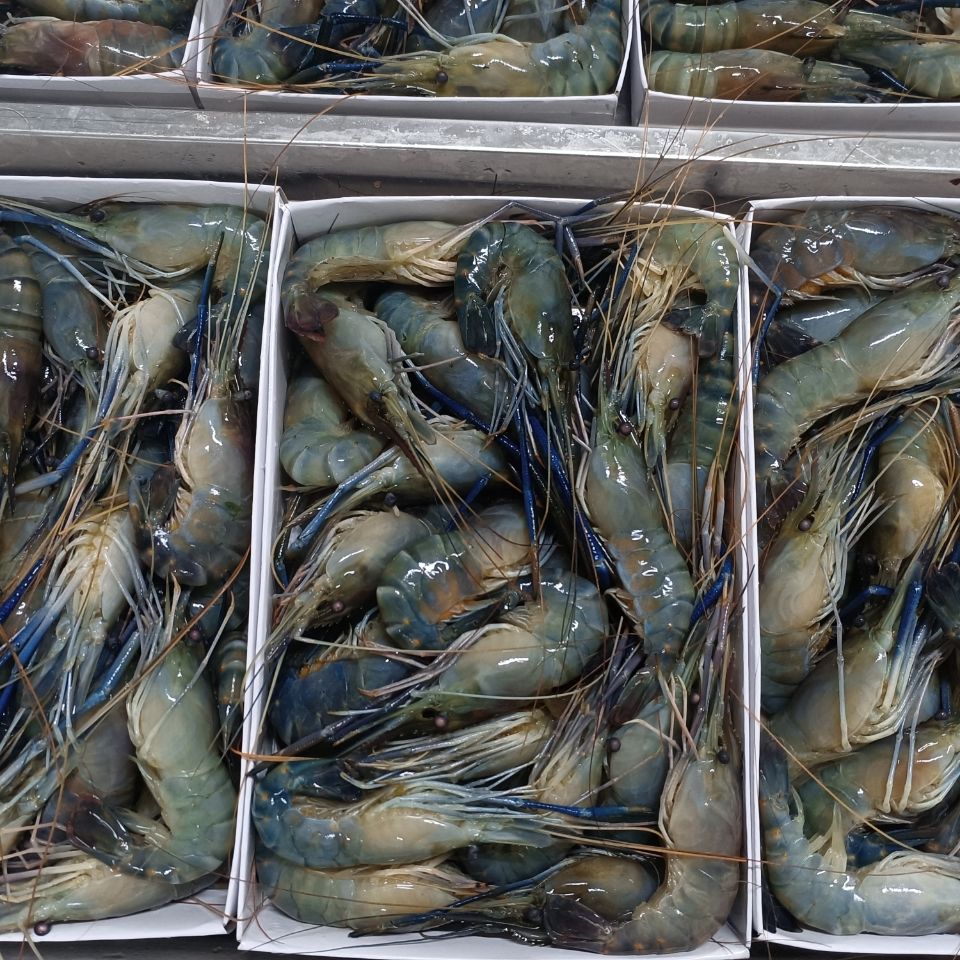 大河虾罗氏虾大头虾10头1斤鲜虾活虾速冻罗氏虾火锅海鲜批发