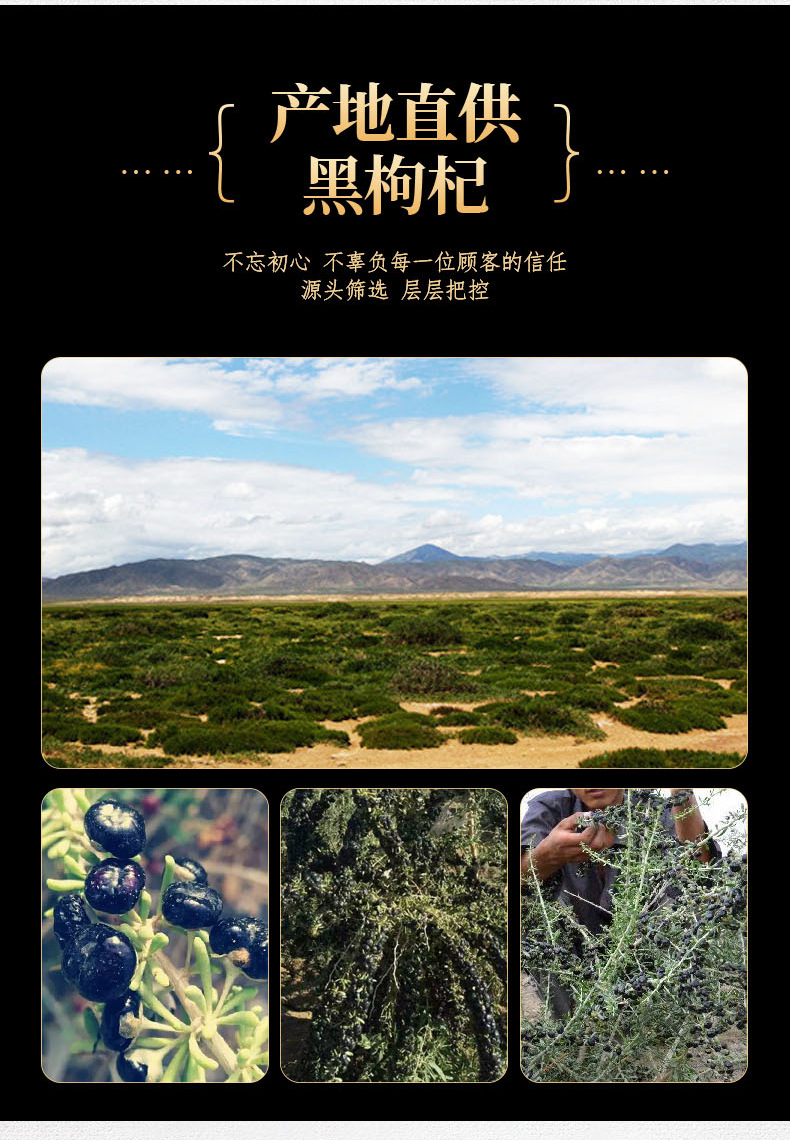 枸杞子青海柴达木黑枸杞宁夏特产中果100g罐装瓶装新货苟杞子批发