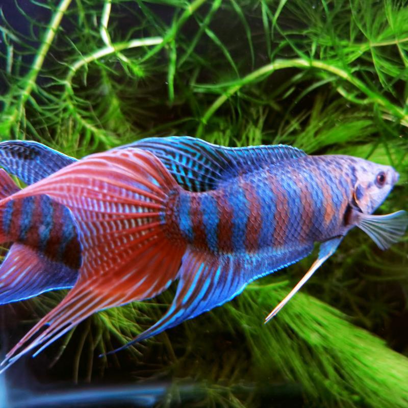 斗鱼普叉冷水淡水观赏鱼好养耐活鱼金鱼小型斗鱼鱼苗锦鲤