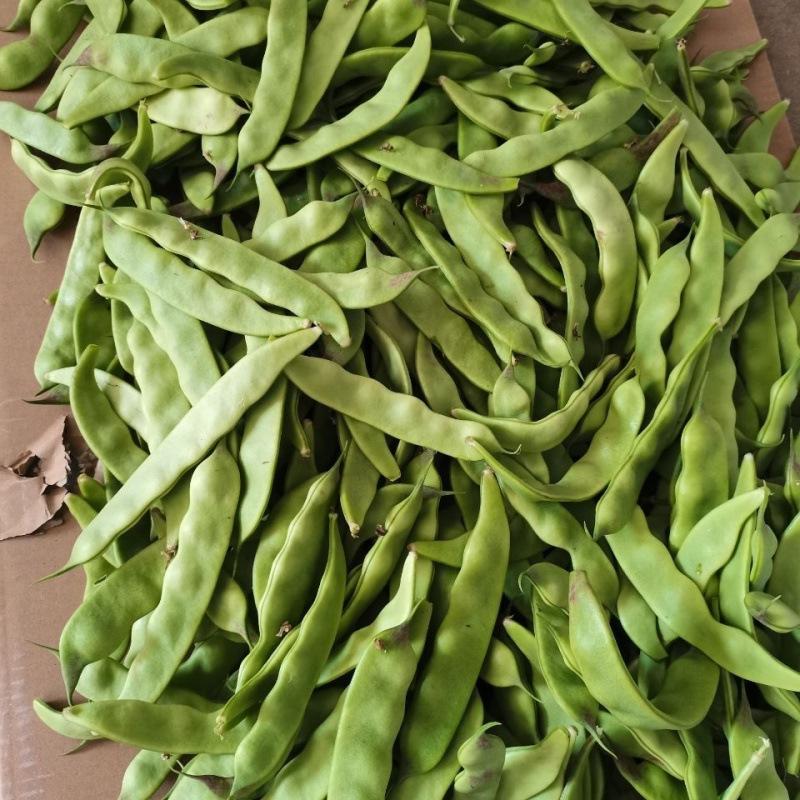 东北豆角油豆角-东北豆角油豆角厂家,品牌,图片,热帖-阿里巴巴