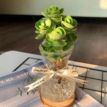 【推荐】金钱木老桩水培多肉植物室内桌面绿植花卉盆栽防辐射吸甲