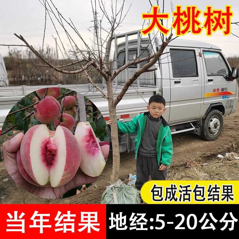 一件代发特大冬桃树果苗鹰嘴桃油桃嫁接桃树南方北方四季种植庭院