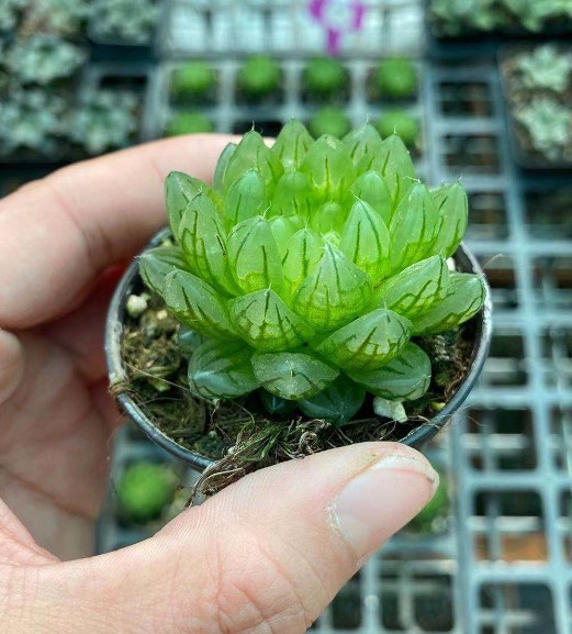 678基地批发多肉植物系列 状态乌拉克拉群盆10cm多肉品种-报价