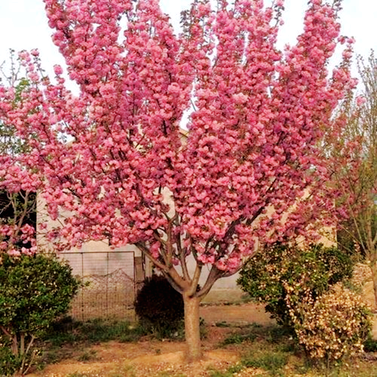 南北方庭院地栽盆栽花树园林植物风景树 正宗樱花树苗 樱花小苗