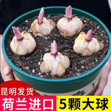 日式重瓣香水百合种球5颗四季开花室内阳台盆栽花卉易活植物耐寒