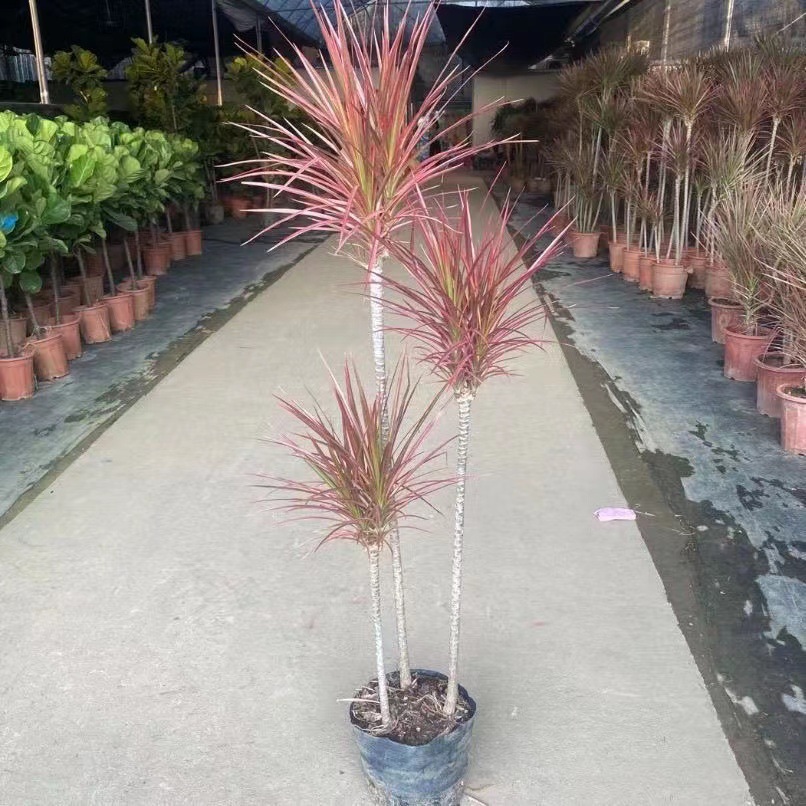 七彩铁千年木绿植盆栽客厅室内植物五彩马尾铁龙血树苗百合竹盆景