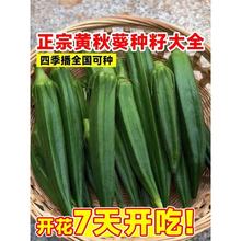 正宗秋葵种子水果黄秋葵高产红秋葵农家小院阳台四季盆栽蔬菜种子