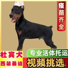 纯种杜宾幼犬活体双血统杜宾犬德系美系护卫犬工作犬宠物幼崽狗