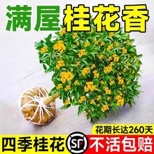 桂花树苗原生大树八月金桂庭院室外阳台植物四季开花室内花卉盆栽