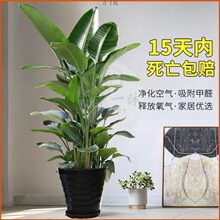 鸟植物盆栽室内大型植物鹤望兰客厅绿植盆栽源头工厂跨境一件批发