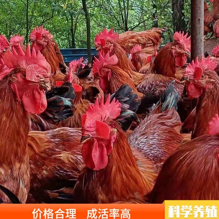 农家散养九斤红玉公鸡苗活体脱温红玉公鸡苗大体型红玉380公鸡价