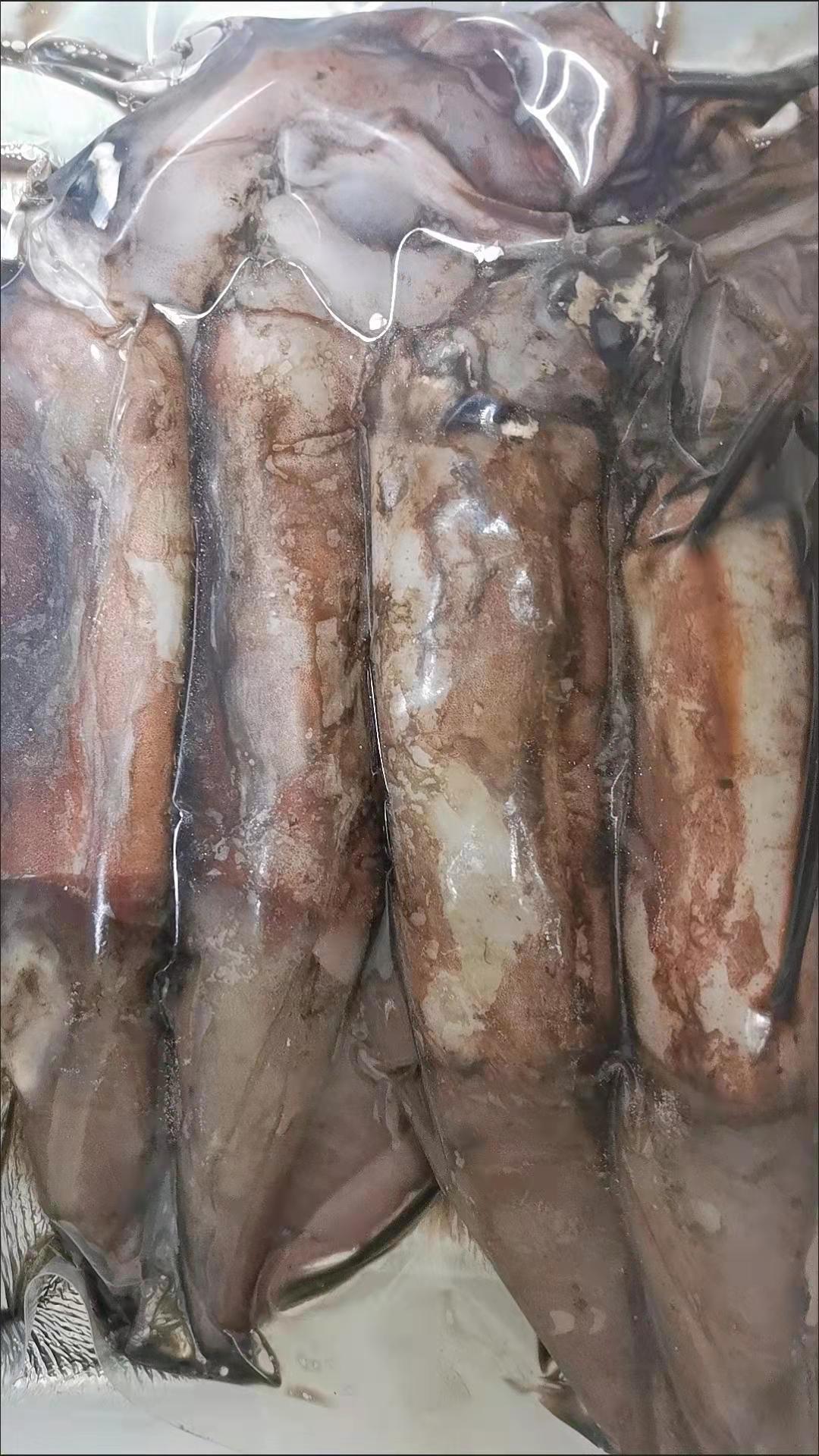 批发大鱿鱼整只冷冻可备注大小香辣鱿鱼须海鲜大章鱼八爪鱼有实图