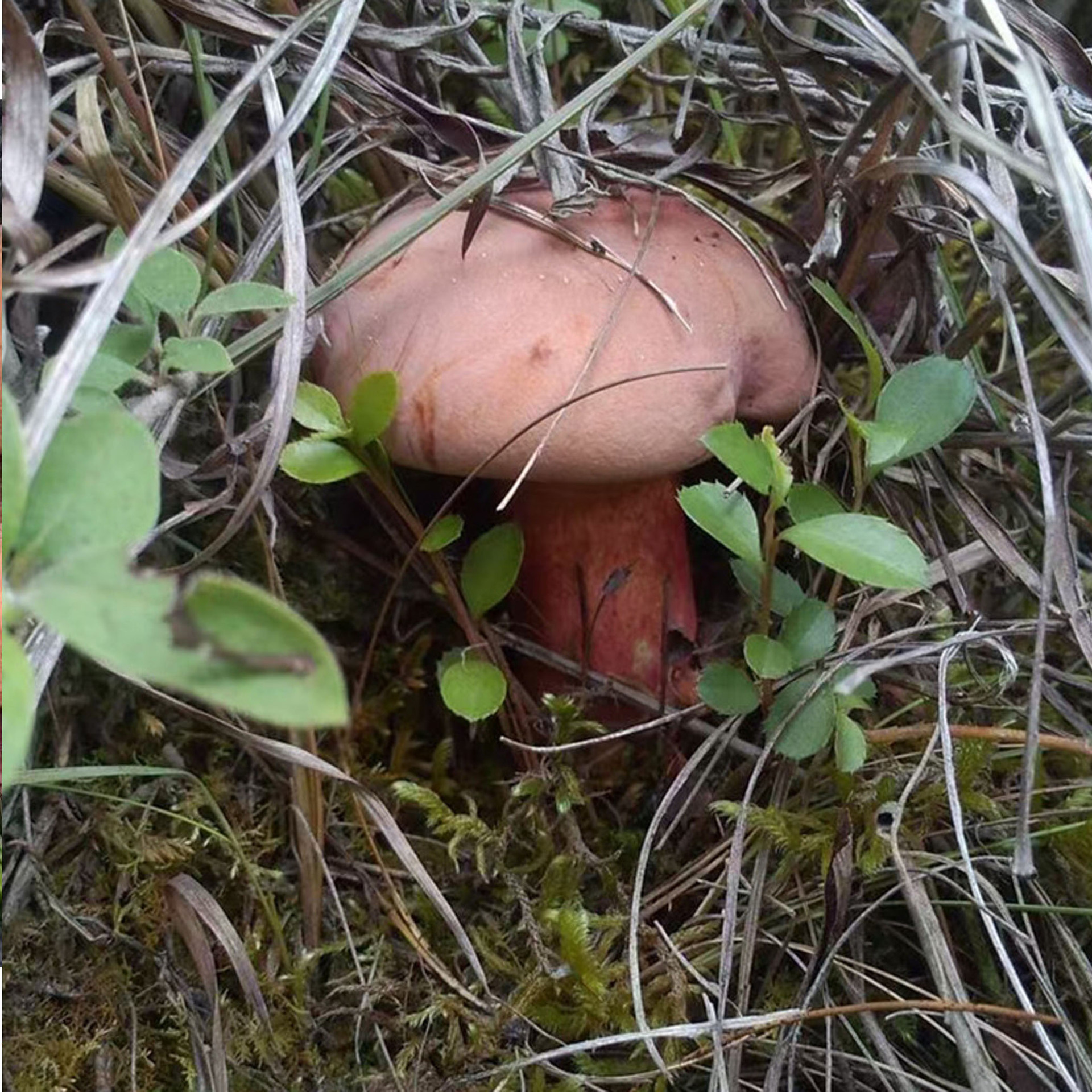 2022新鲜红葱云南特产野生牛肝菌见手青野生菌食用新鲜蘑菇500克