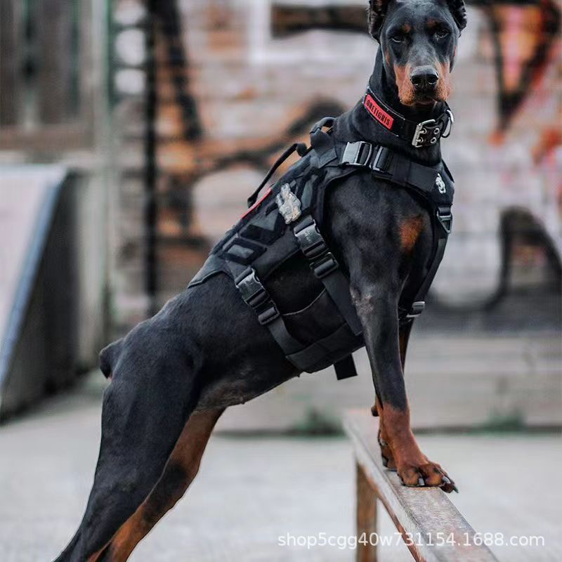 纯种杜宾犬护卫犬活体幼犬猛犬工作犬双血统杜宾犬德系杜宾犬美系