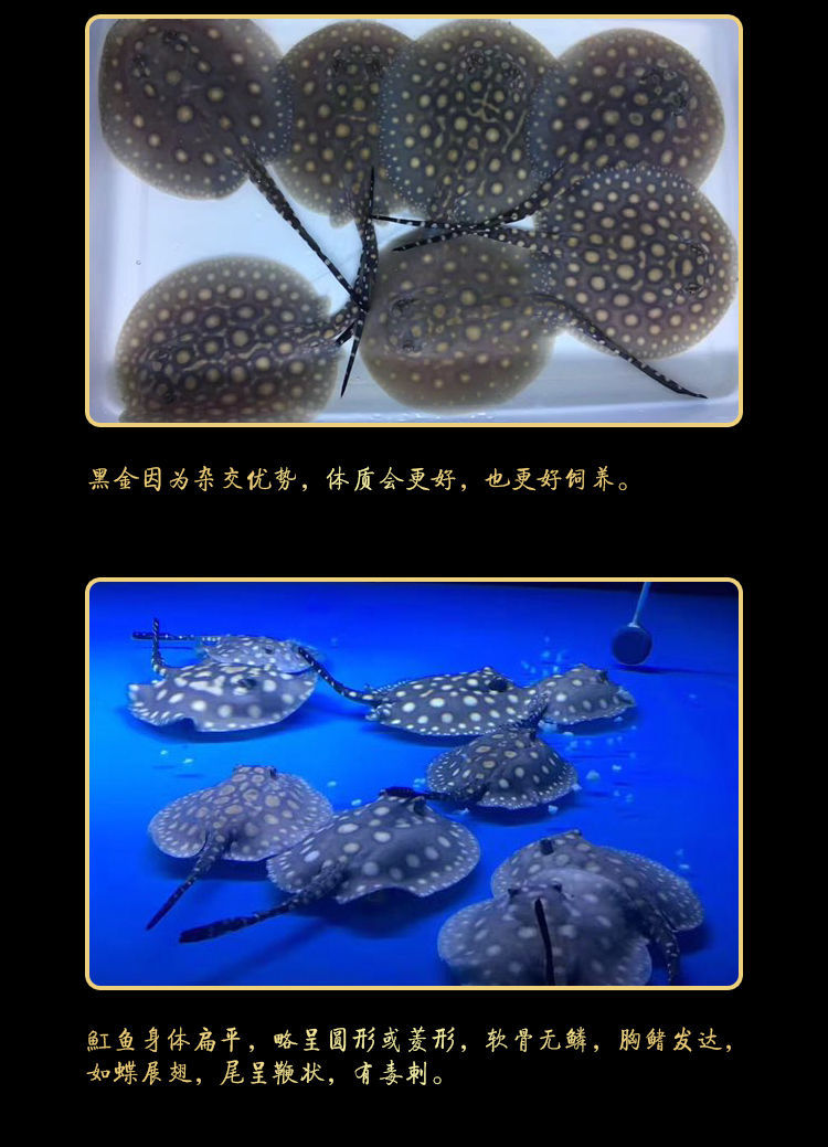 魟鱼皇冠黑白魟鱼黑金魟鱼皇冠黑金珍珠魟鱼龙鱼配鱼白纹黑帝魟鱼
