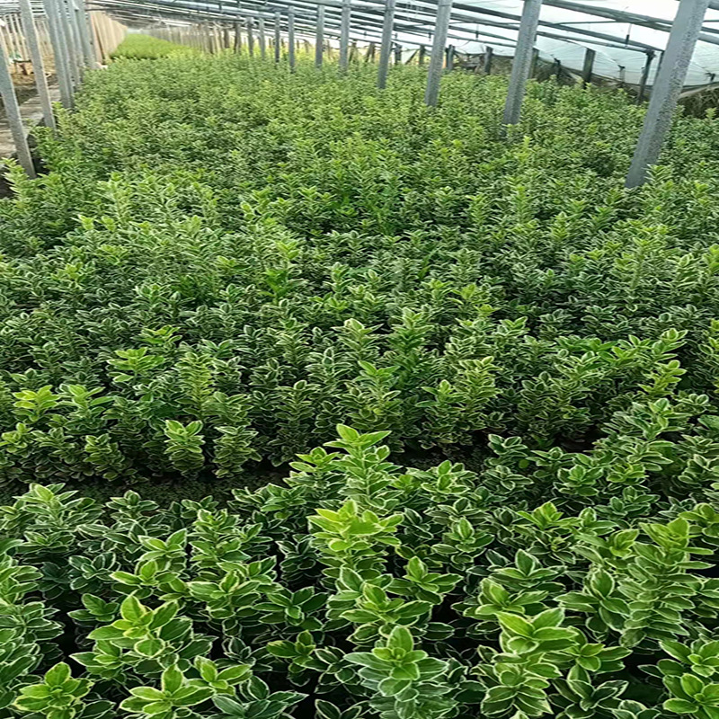 金边冬青苗木批发道路绿化工程金边黄杨护坡园林绿化灌木绿篱苗木