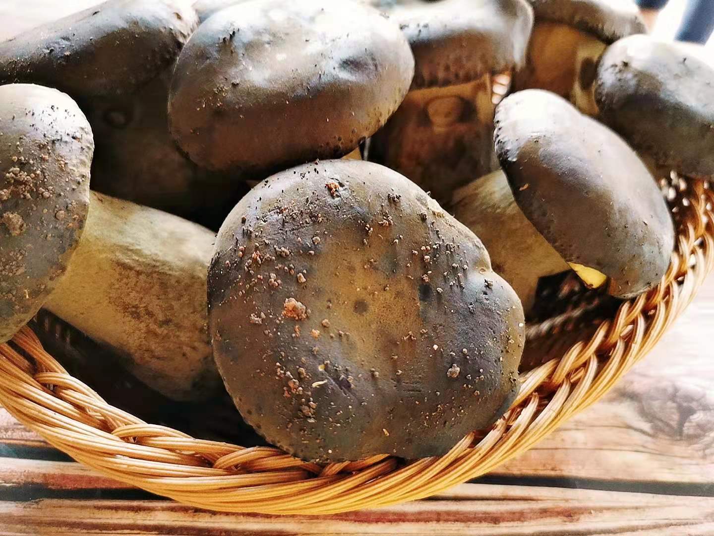 2021现货新鲜牛肝菌2斤云南特产食用菌人工种植黑牛肝菌 菌菇包邮