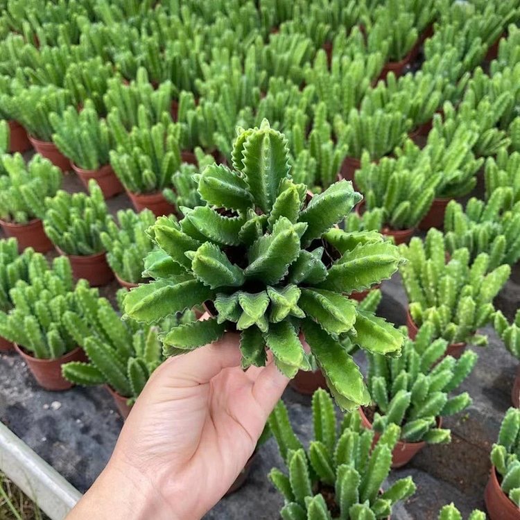 基地直供仙人掌类九头龙/龙王阁盆栽居家耐养耐运输可出口植物