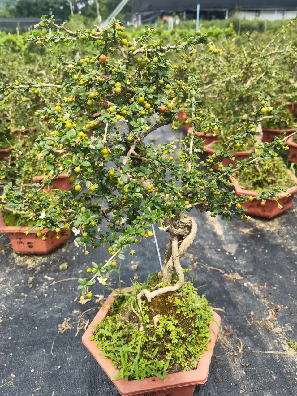 老桩造型福建茶大中型盆景开花老桩提根悬崖式九里香雀梅黄杨盆景