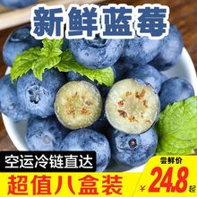 蓝莓种L鲜果系列新鲜颗颗大果孕妇宝宝辅食护眼蓝梅水果跨境