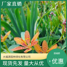 【基地批发】材射干种苗 黄花菜种苗 供苗 包种植包养 量大从优