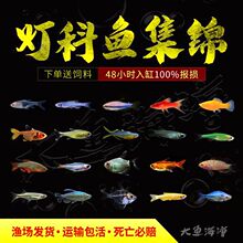 【祥凤】红尾梦幻灯鱼/哥伦比亚梦幻鳍 南美_阿里巴巴找货神器