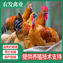 土鸡苗孵化供应土鸡统苗批发红羽乌皮土鸡苗乌皮土鸡 蛋鸡苗价格