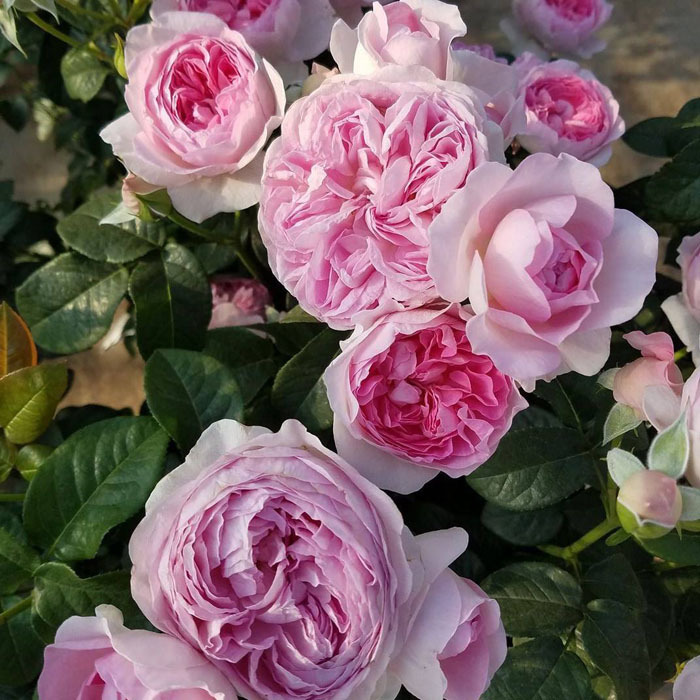 庭院植物欧月花苗达梅斯欧洲月季进口盆栽植物花卉灌木月四季开花