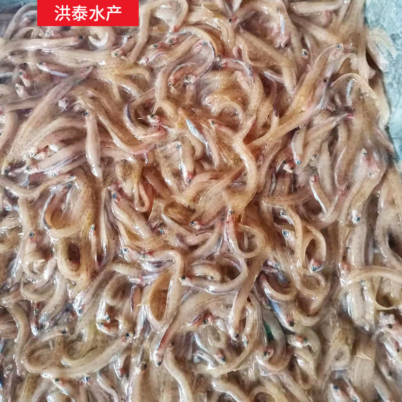 洪泰水产养殖大菱鲆饲料鱼批发 皮条鱼凤尾鱼饲料鱼大菱鲆鱼饲料