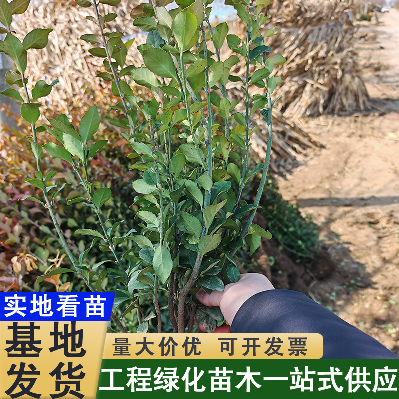 卫矛小苗树苗四季常青绿篱色块苗庭院耐寒耐旱别墅苗易成活卫矛
