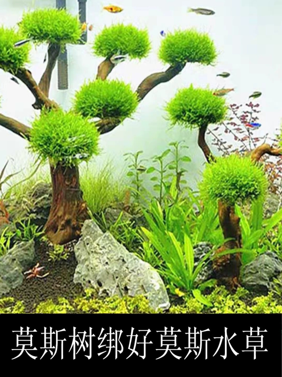莫斯树鱼缸造景装饰迎客松生命之树杜鹃根沉木巴西树草缸莫斯活体