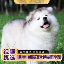 纯种阿拉斯加犬幼犬活体出售大型阿拉斯加雪橇犬巨型犬阿拉斯加犬