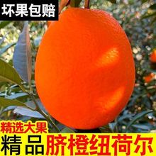 纽荷尔脐橙10斤橙子整箱新鲜水果当季柑橘薄皮无籽橙子甜橙