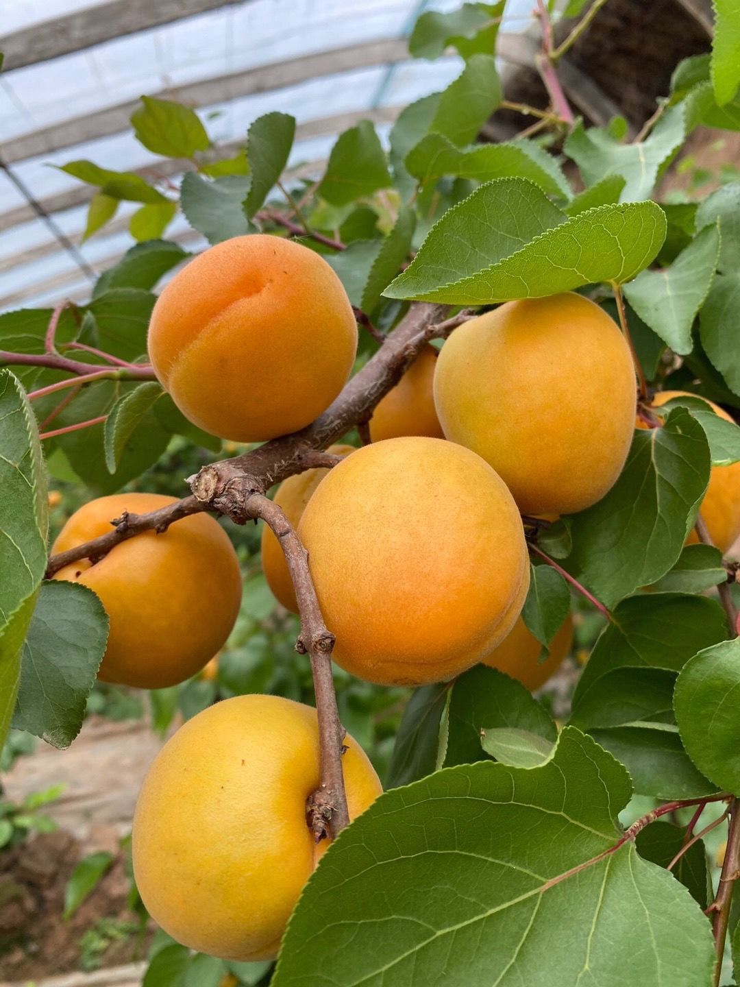 现摘新鲜杏子陕西大黄杏金太阳梅子孕妇酸甜水果当季水果包邮