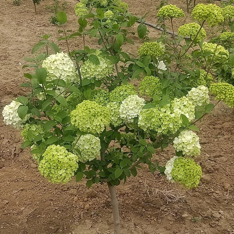 中华木绣球树苗斗球别墅庭院室外耐寒花卉地栽大花木本绣球花苗