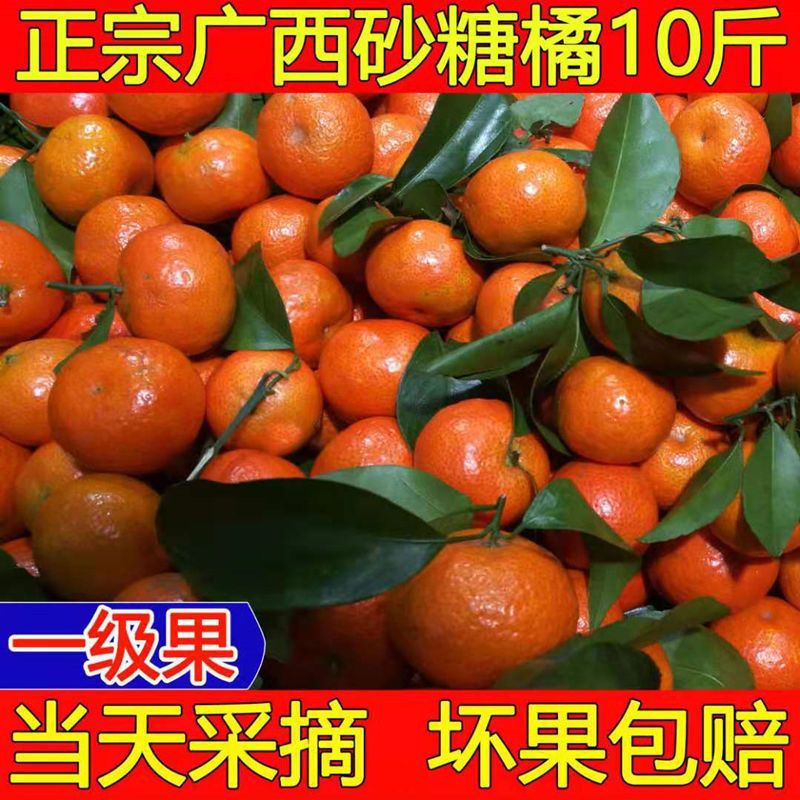 广西砂糖桔当季新鲜水果现摘纯甜沙糖橘小橘子2/5/9斤装批发包.