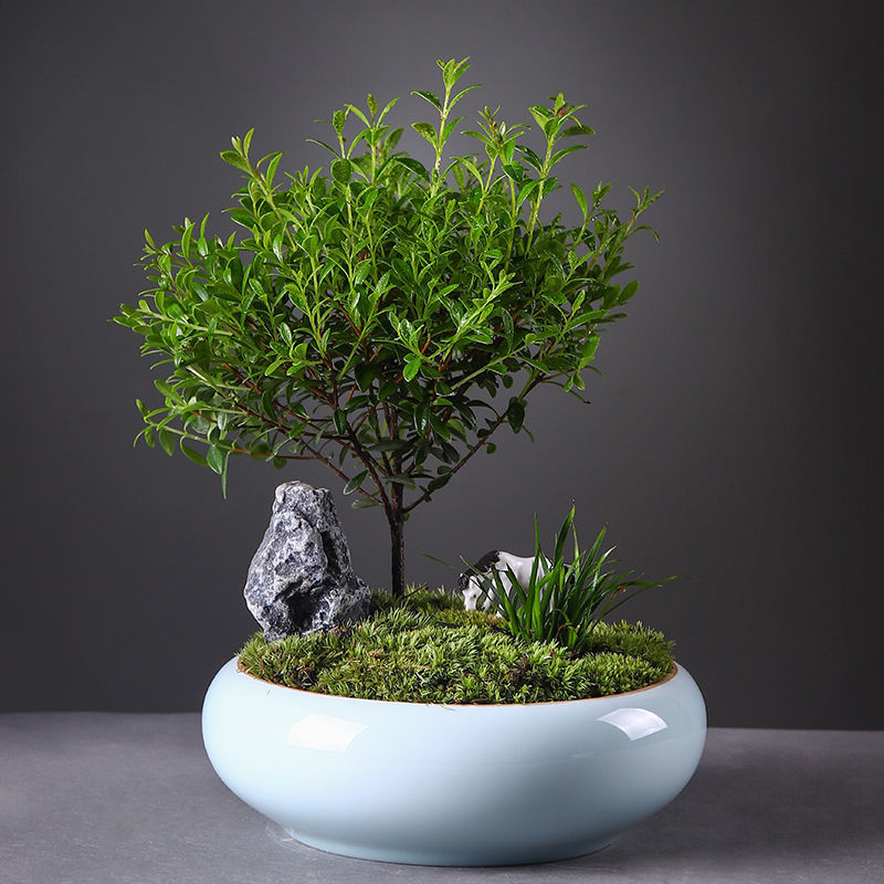 微景观植物文竹绿植小盆栽驱蚊室内办公室花卉四季常青独立站批发