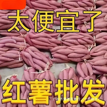 河南新鲜蜜薯糖心红薯-斤番薯农家沙地烤地瓜山芋流油黄心软糯