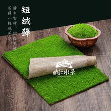 苔藓微景观盆景铺面青苔白发小灰短绒藓假山水陆雨林造景庭院绿化