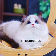 纯种美国卷耳猫拿破仑英短幼猫蓝金折耳猫蓝白矮脚美短虎斑宠物猫