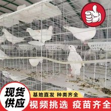 养殖场大量出售美国落地王种鸽 3个月的大体型元宝鸽子多少钱一只