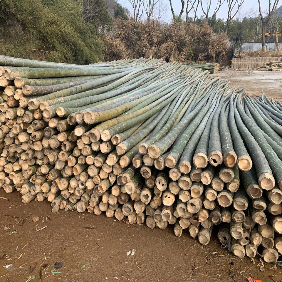 批发各类建筑毛竹 产地直供高压电线架设毛竹 各类竹制品 竹篱笆