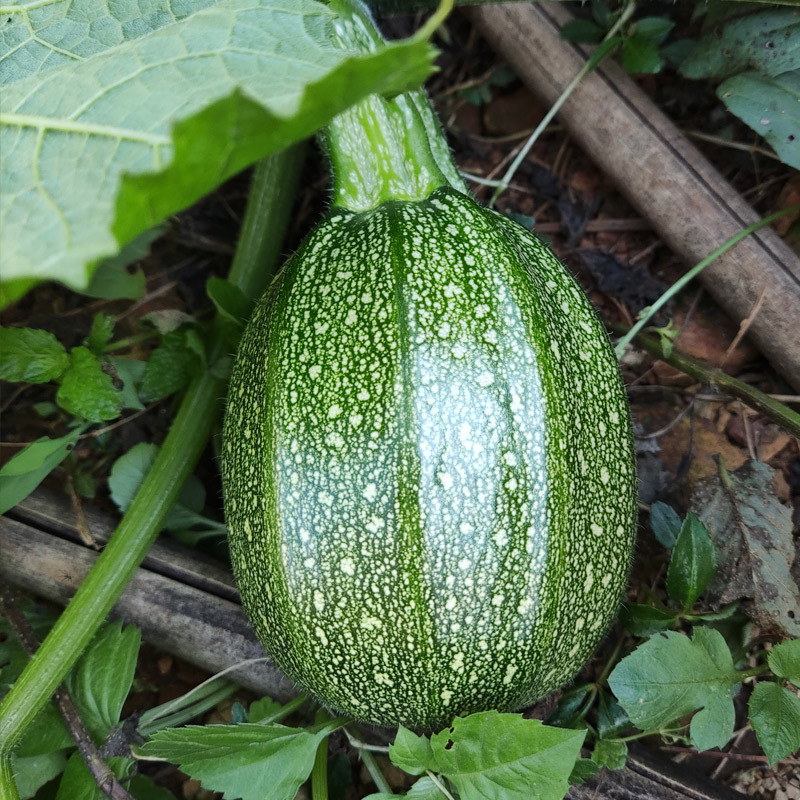 云南新鲜嫩南瓜现摘圆形西葫芦窝瓜圆瓜迷你小金瓜青南瓜小瓜蔬菜