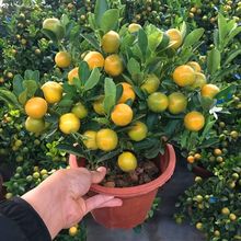 四季金桔大盆栽带果可食用过年货摆砂糖橘子树室内外门口观赏招财