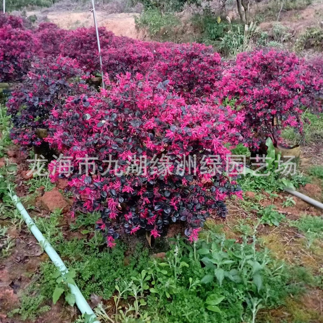 广东红花继木桩景批发造型红继木树桩价格 丛生继木桩-阿里巴巴